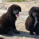 Imagen para el artículo titulado Nadie sabe exactamente cómo han acabado estos siete cachorros de Labrador en una isla desierta de Canadá